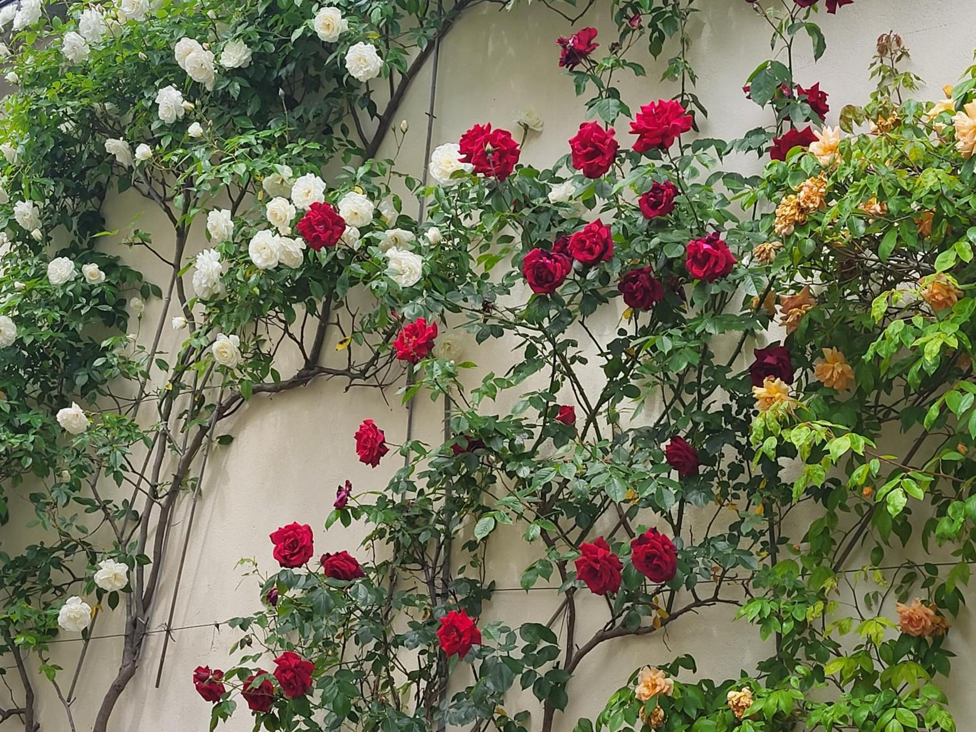 Les Glycines Bed & Breakfast อูริ ภายนอก รูปภาพ
